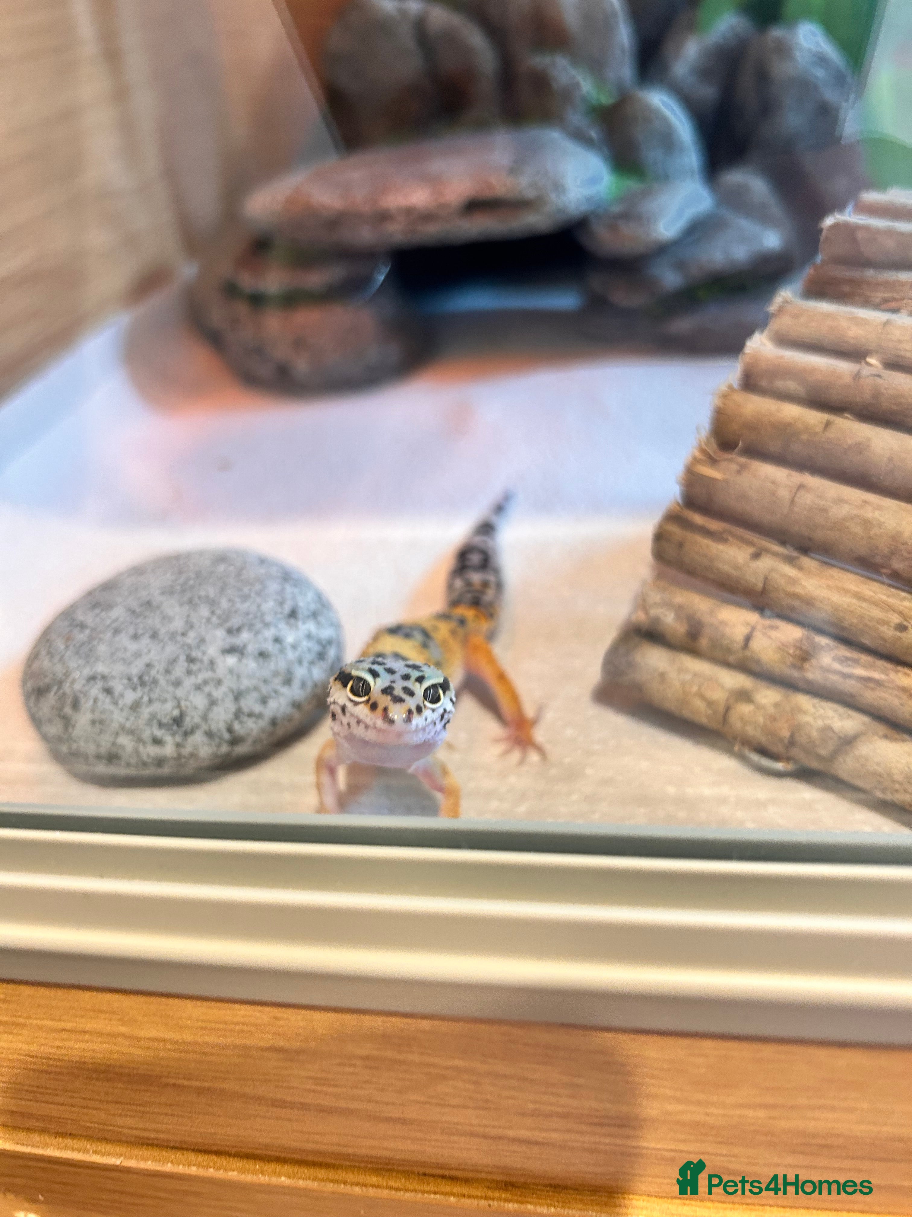 Leopard Gecko reptiles (not selling any of these reptiles in photos)  - Advert 1