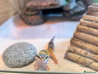 Leopard Gecko reptiles no geckos for sale. please read. - Advert 10