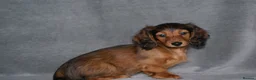 Miniature Dachshund dogs for sale: KC Registered Miniature Longhaired Dachshunds - Advert 2