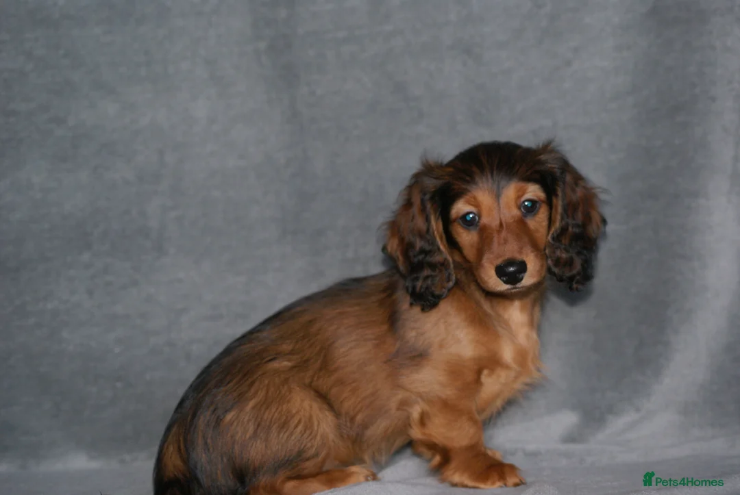 Miniature Dachshund dogs for sale: KC Registered Miniature Longhaired Dachshunds - Advert 2