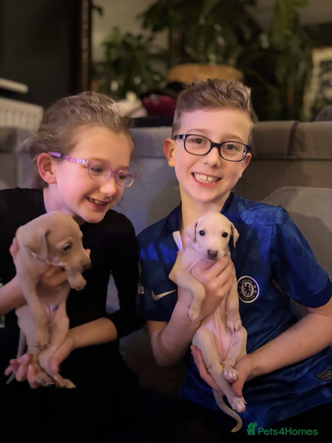 Italian Greyhound dogs for sale: Exceptional Italian Greyhound Puppies - Advert 8