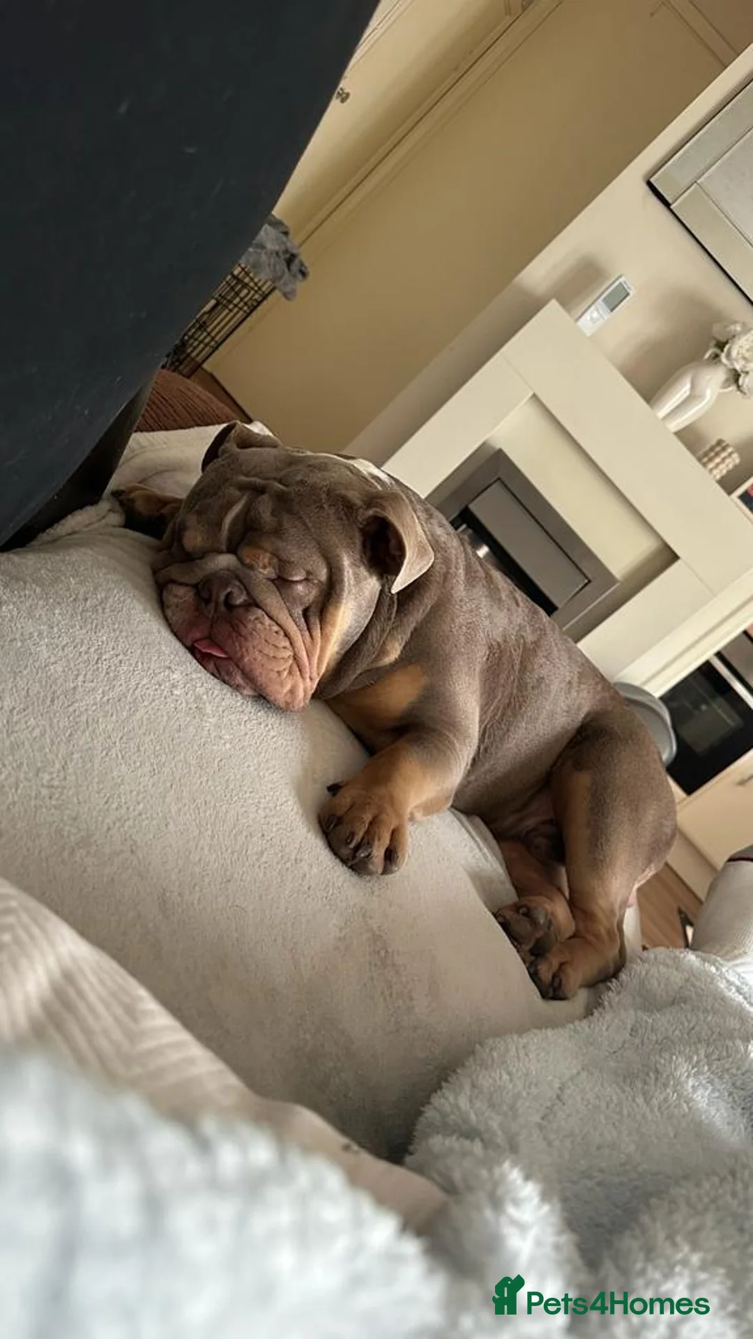 English Bulldog dogs for sale: English bulldog tri colour 3 year old  - Advert 6