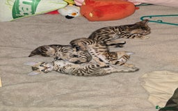 Bengal cats for sale: Bengal Kittens  - Image 9