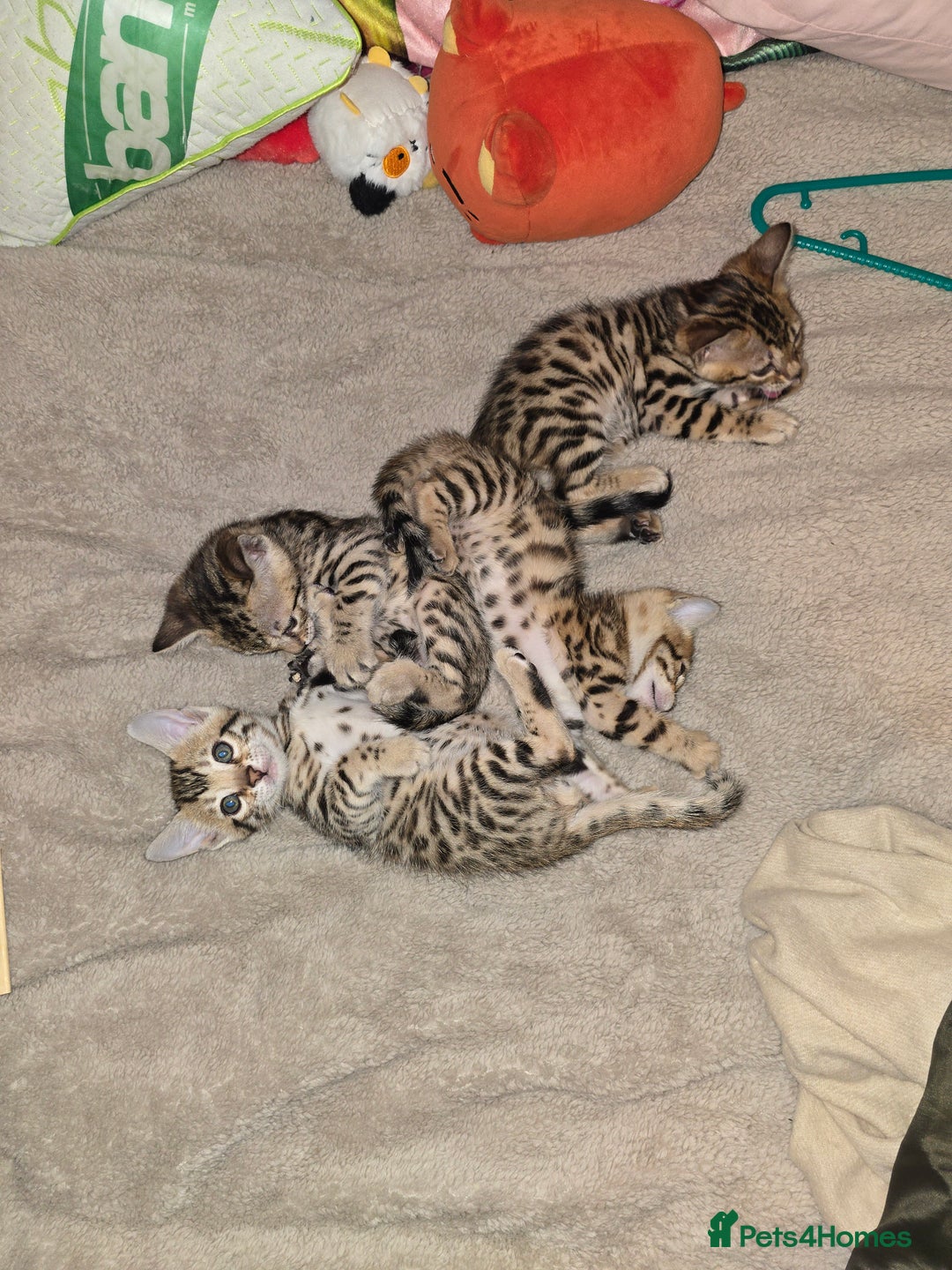 Bengal cats for sale: Bengal Kittens  - Image 9