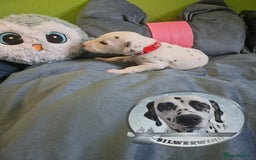 Dalmatian dogs for sale: 6 KC Dalmatian puppies Left - Image 28