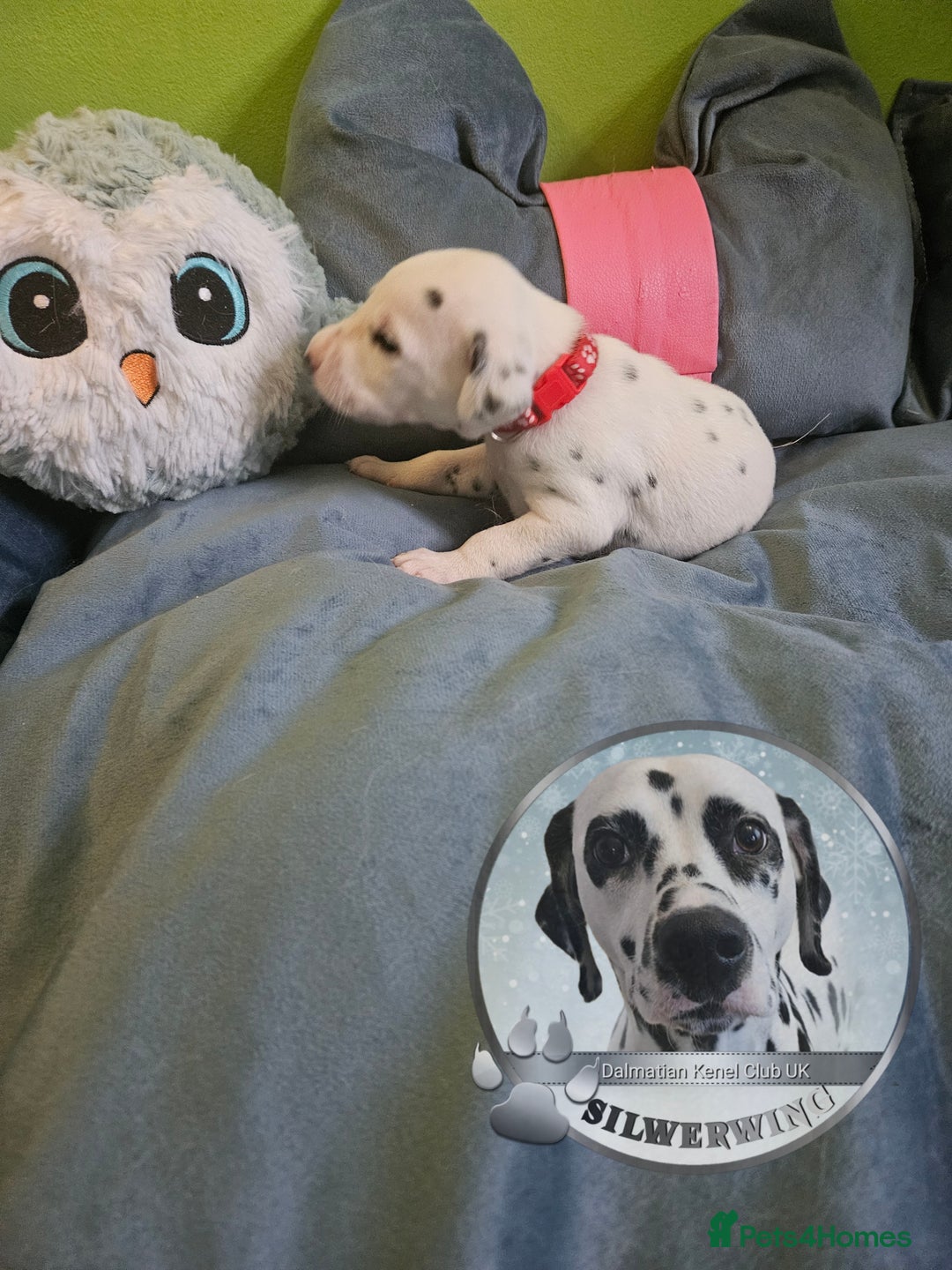 Dalmatian dogs for sale: 6 KC Dalmatian puppies Left - Image 28