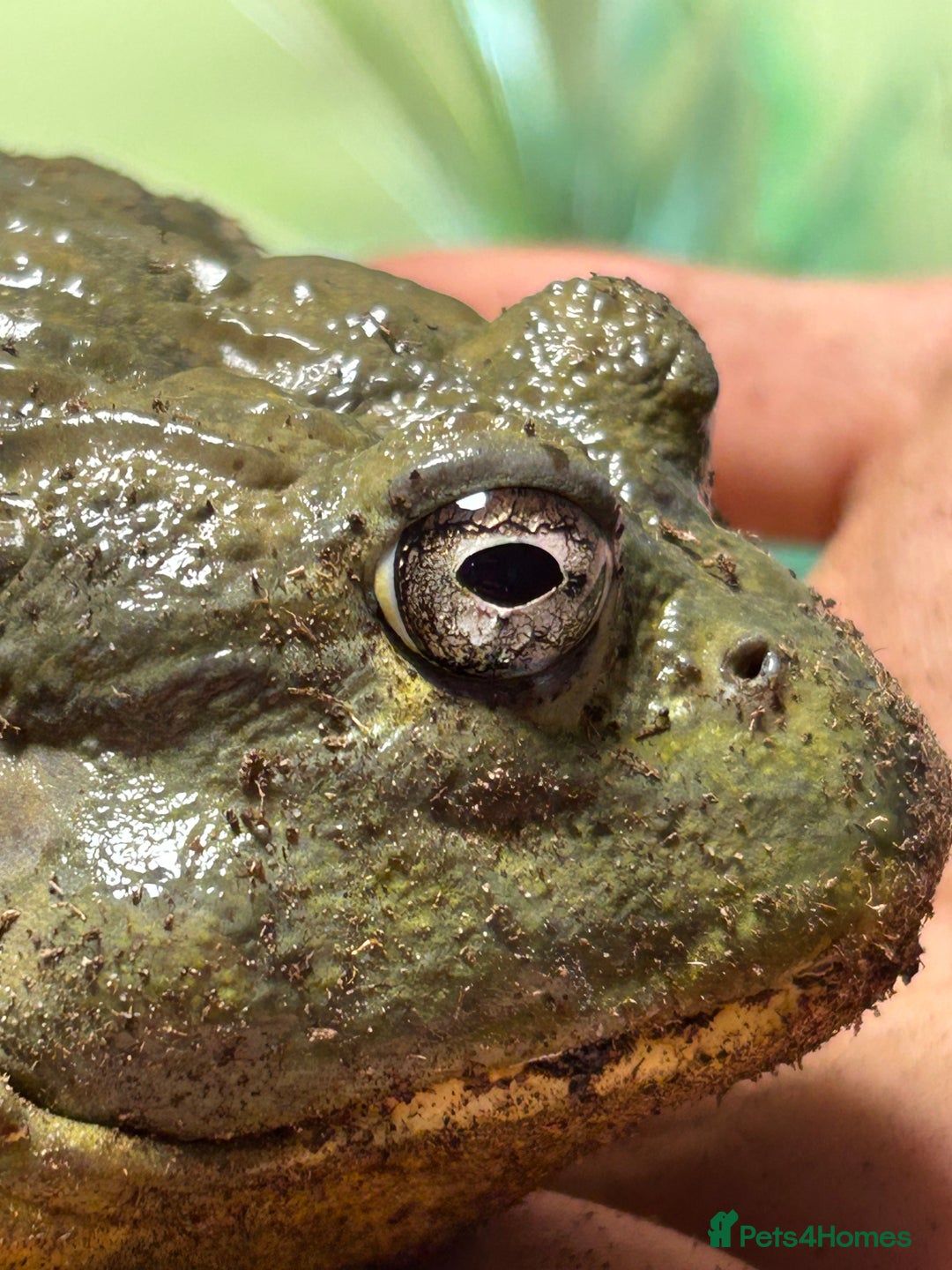 Gallery Image {{count}}