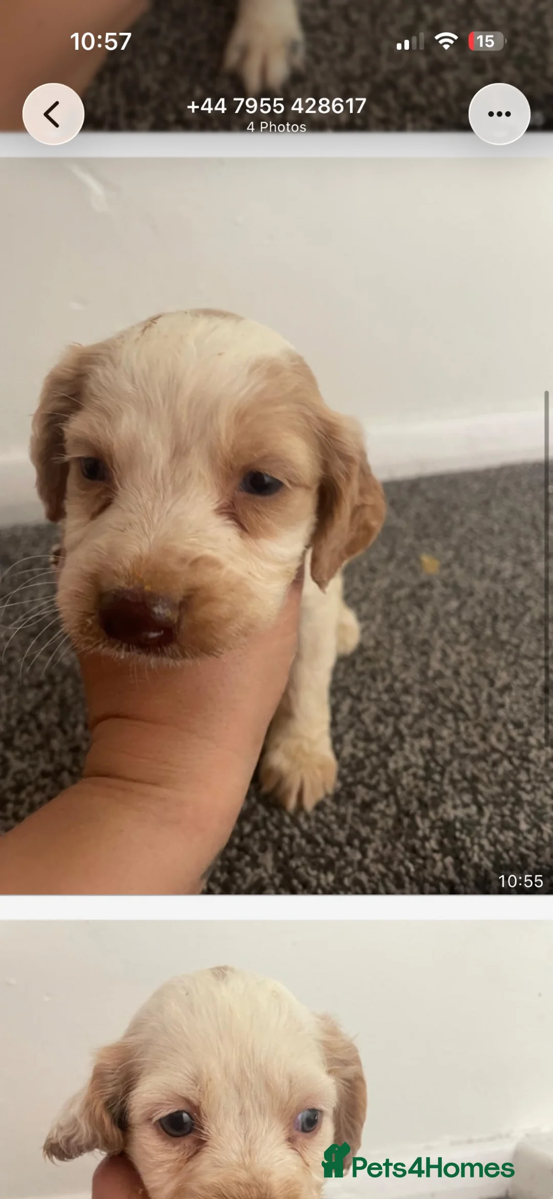 Cocker Spaniel dogs for sale: Working Cocker Spaniel Puppy - Advert 7