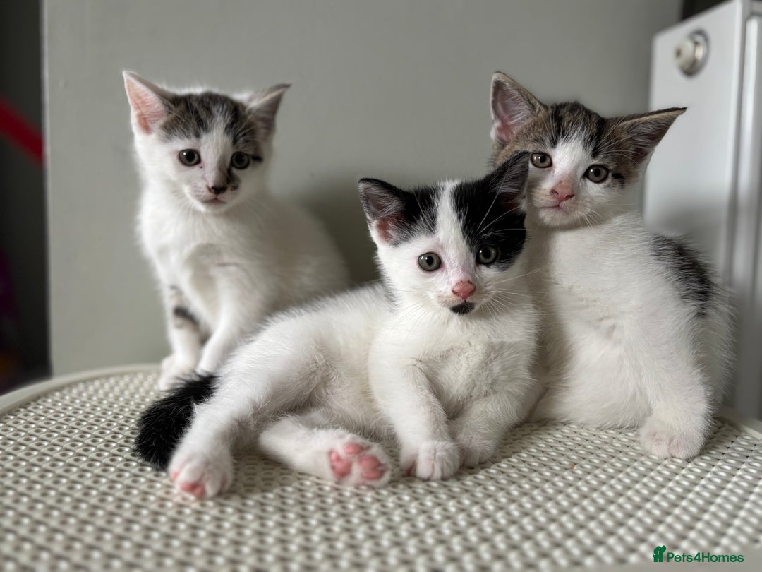 Domestic Shorthair cats for sale: 3 kittens kittens  - Image 5