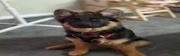German Shepherd dogs for sale: Gorgeous KC Registered Male German Shepherd - Advert 4