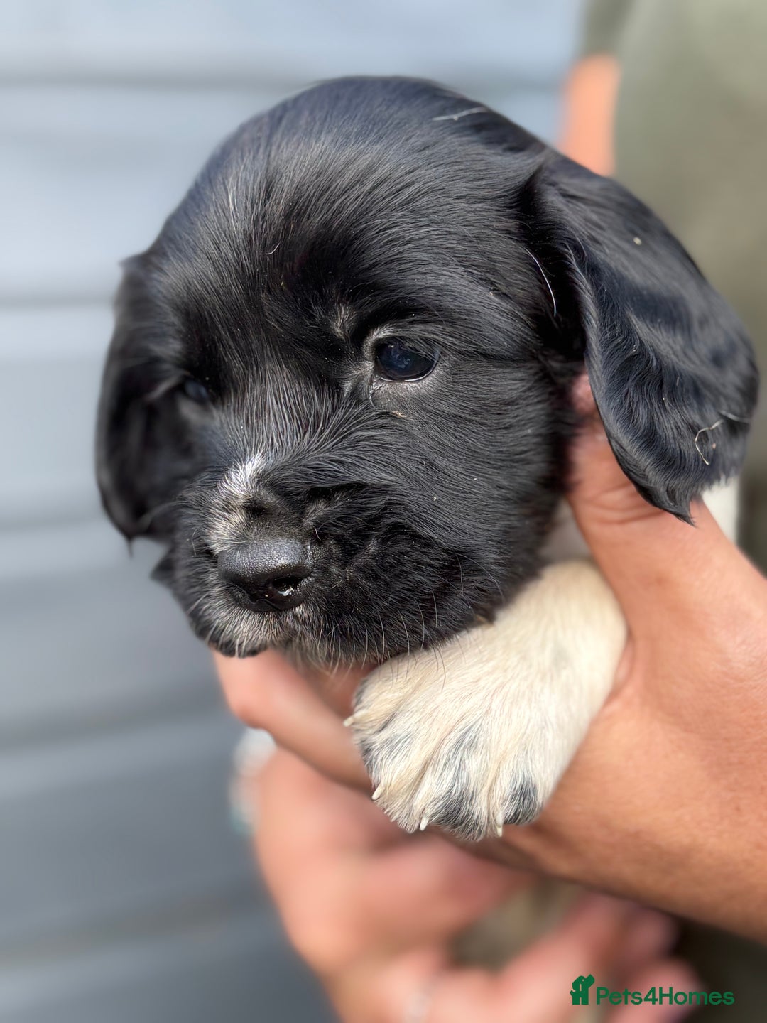 English Springer Spaniel dogs for sale: Beautiful Springer spaniel puppies  - Image 4