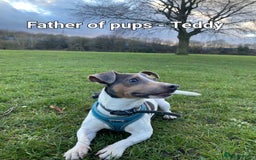 Jack Russell dogs for sale: Pure Jack russell puppies. Ultra-Rare colored.  - Advert 20