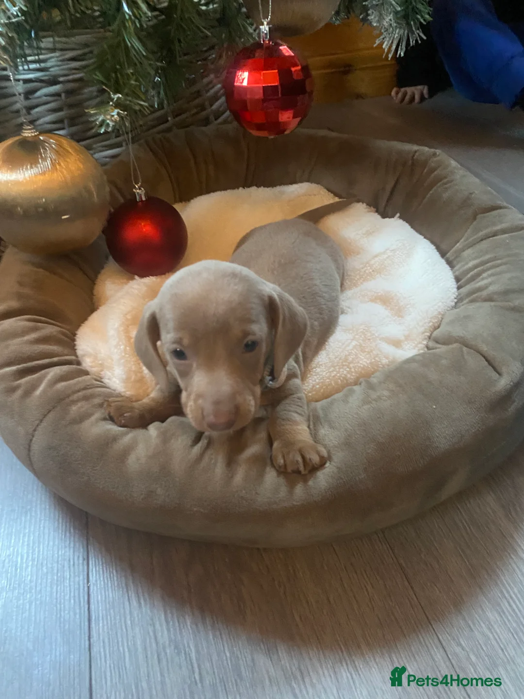 Miniature Dachshund dogs for sale: Miniature Dachshund last puppie 🏠  - Advert 3