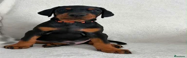 Dobermann 1