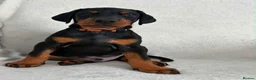 Dobermann dogs for sale: KC REGISTERED - DOBERMAN PUPPIES - Advert 18