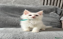 Maine Coon cats for sale: Maine Coon Kittens TICA Registered Cattery  - Image 32