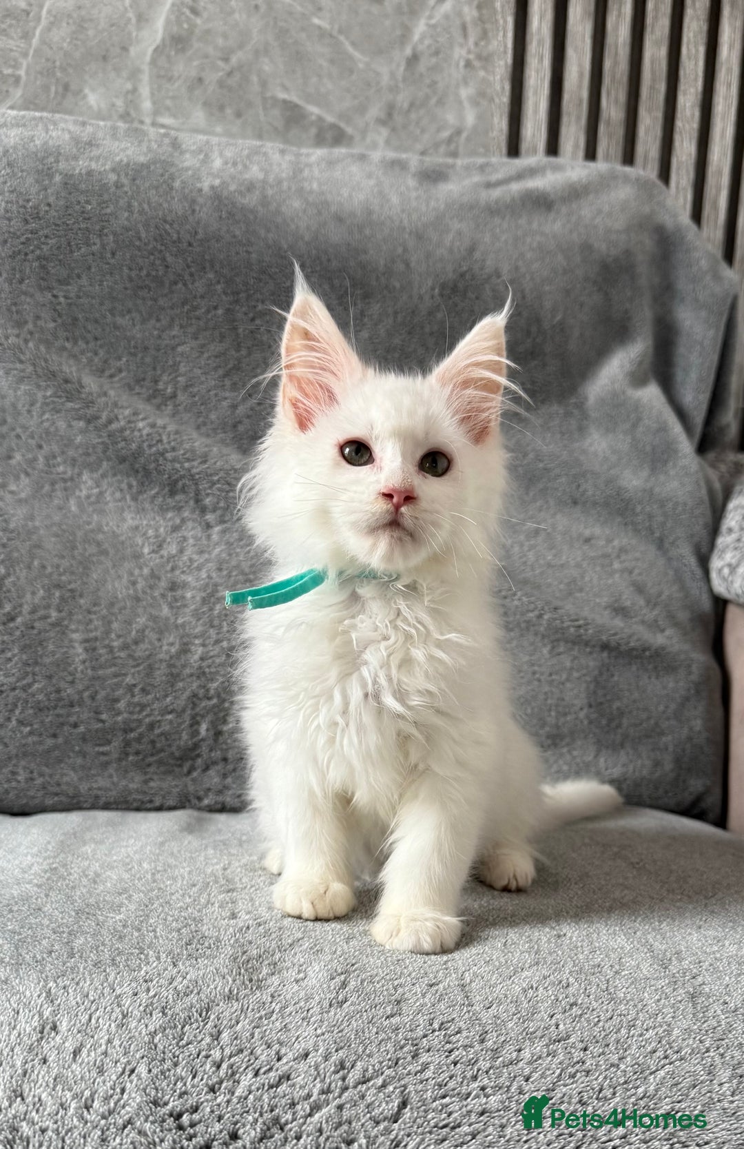 Maine Coon cats for sale: Maine Coon Kittens TICA Registered Cattery  - Image 32