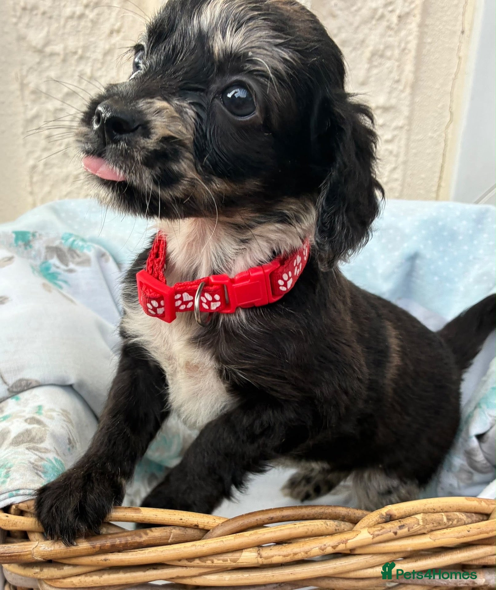 Cockapoo dogs READY NOW Beautiful cockapoo puppies  - Advert 16