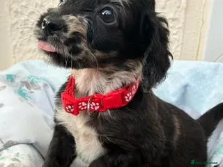 Cockapoo dogs READY NOW Beautiful cockapoo puppies - Advert 16