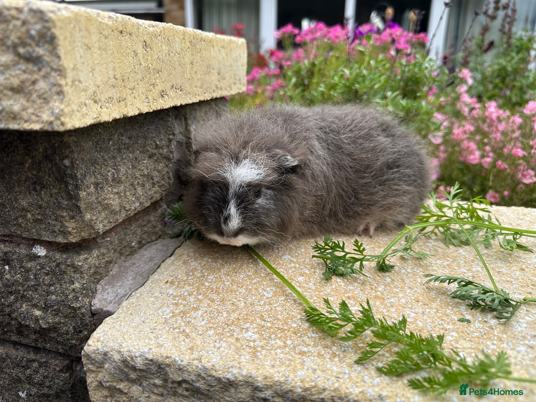 Guinea Pig rodents for sale: Beautiful Swiss guinea pig sows (girls) - Image 4