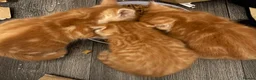 Mixed Breed cats for sale: Beautiful ginger boys  - Advert 3