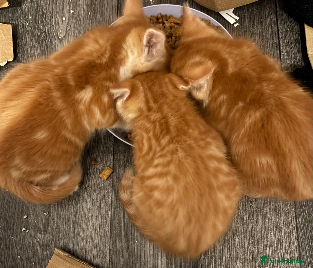 Mixed Breed cats for sale: Beautiful ginger boys  - Advert 3