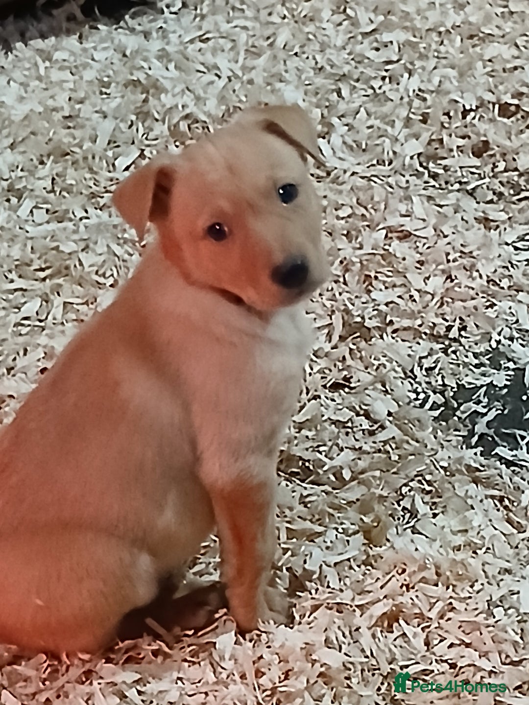 Australian Kelpie dogs for sale: Australian Kelpie  - Advert 2