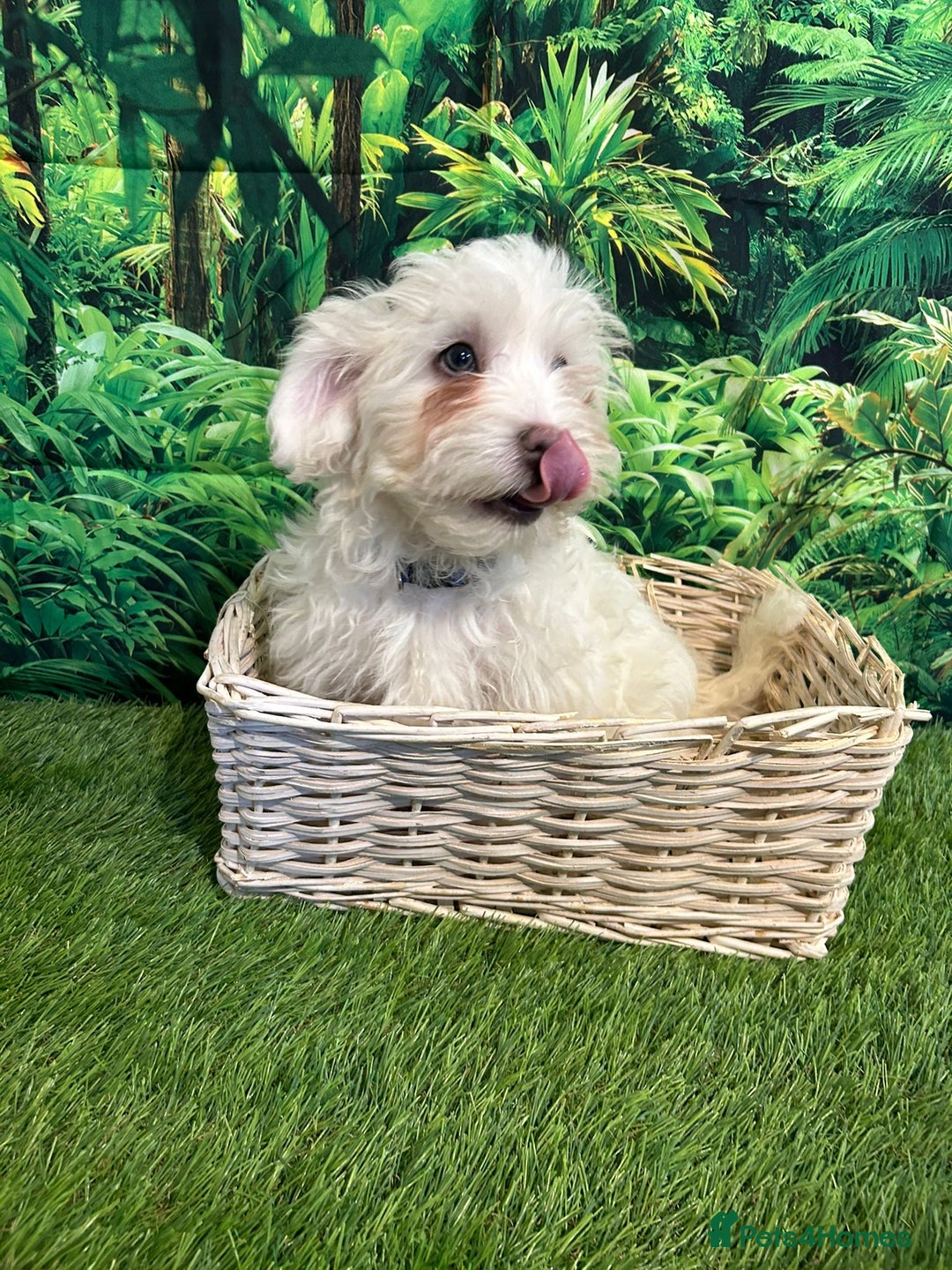 Maltese dogs for sale: Bichon Maltese looking for a new home - Advert 2