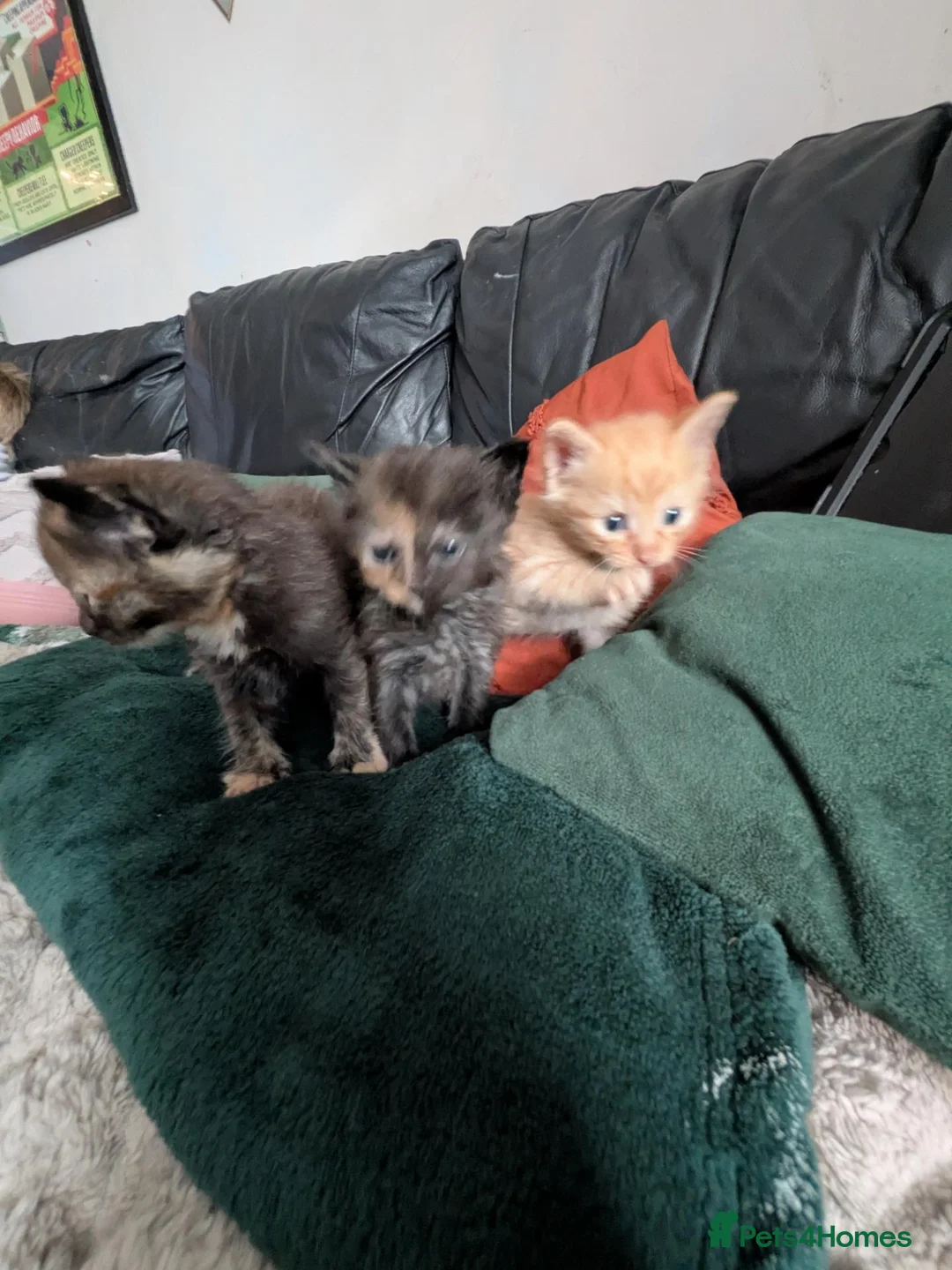 Mixed Breed cats for sale: Tortie, Ginger & Black Kittens for sale Leicester - Advert 16