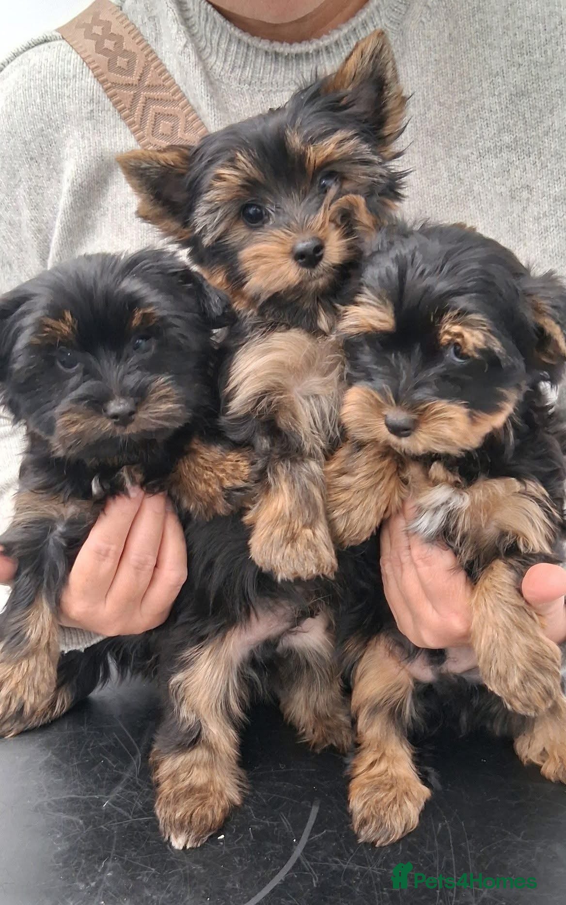 Yorkshire Terrier dogs York Terrier ,Black Tan - Advert 2