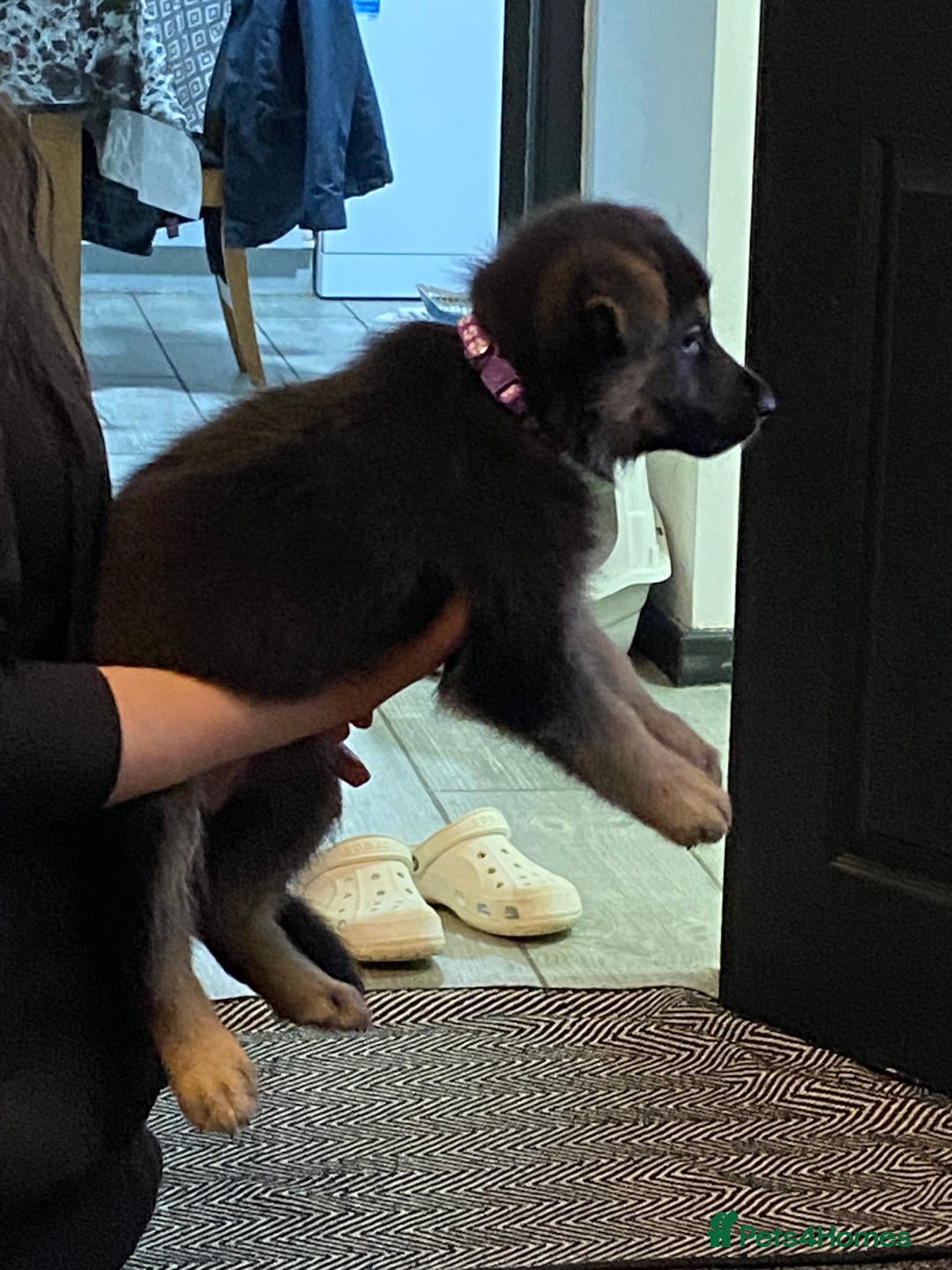 German Shepherd dogs for sale: German Shepard Puppies - Image 4