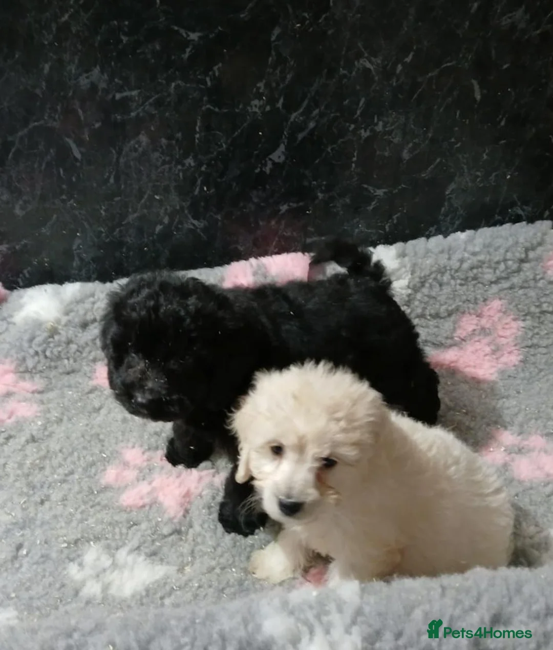 Cockapoo dogs for sale: Beautiful Cavapoo for sale in Neath - Advert 1