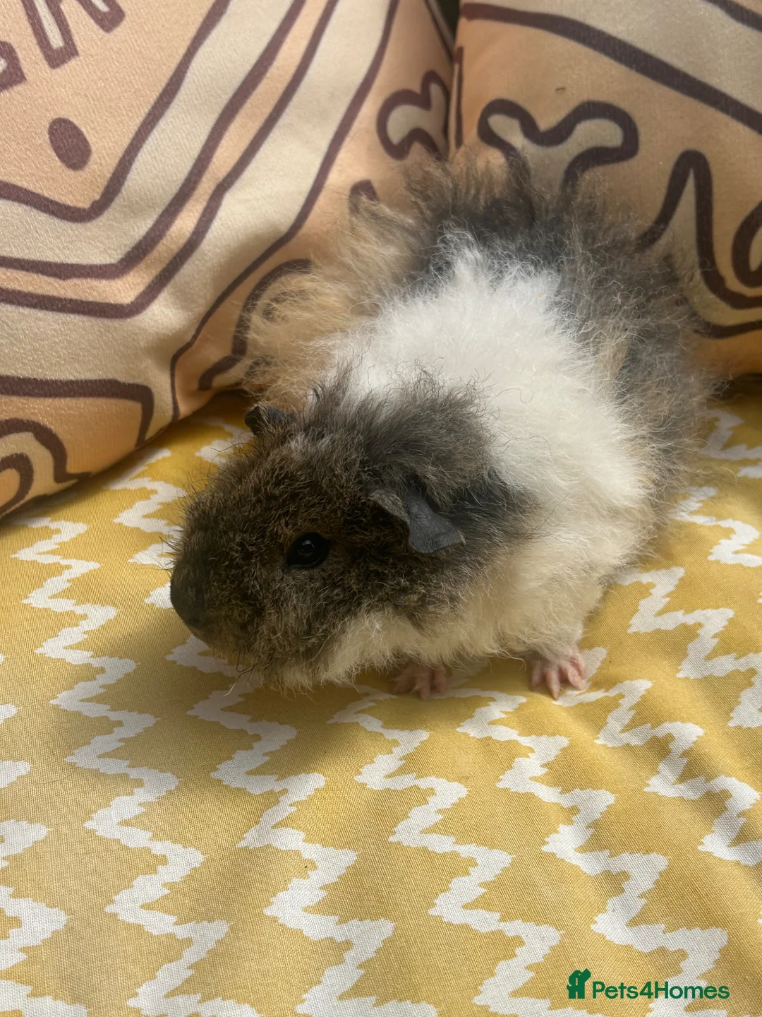Guinea Pig rodents for sale: Male baby guinea pig Alpaca fur - Advert 6