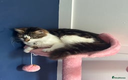 Mixed Breed cats for sale: Female kitten 10 months old £30  - Image 6