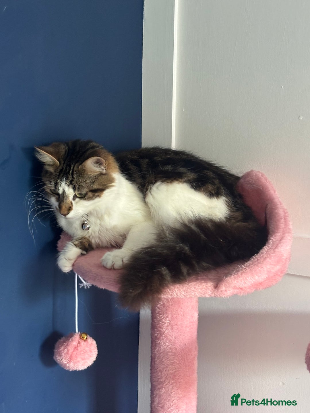 Mixed Breed cats for sale: Female kitten 10 months old £30  - Image 6