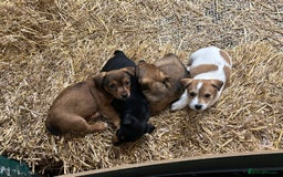 Jack Russell dogs for sale: Jack Russell pups for sale - Image 7