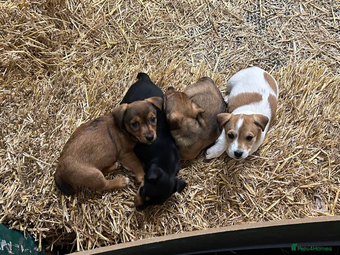 Jack Russell dogs for sale: Jack Russell pups for sale - Image 7