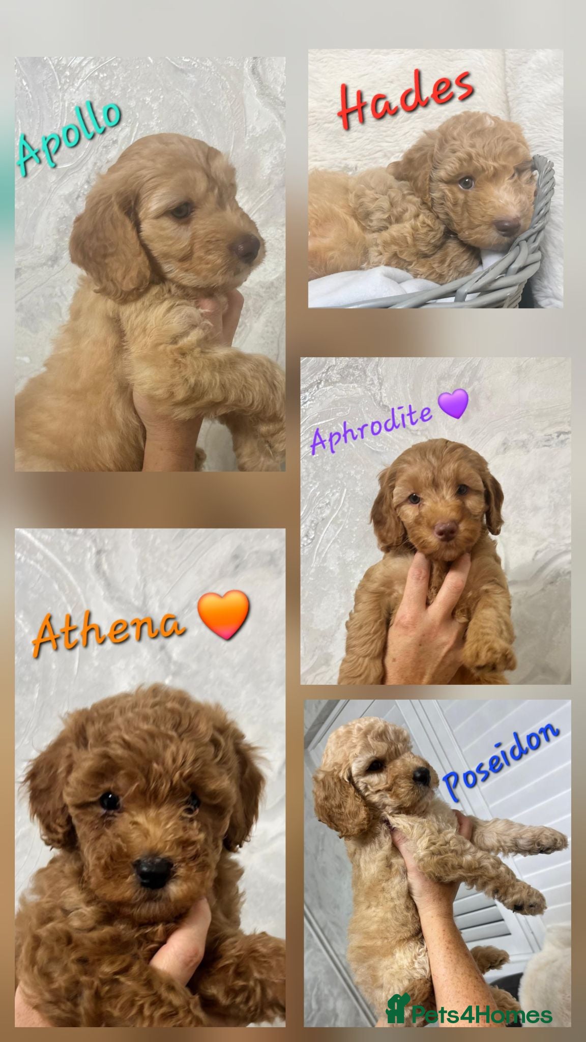 Cockapoo dogs Beautiful Home-Raised F1b toy Cockapoo Puppies  - Advert 15