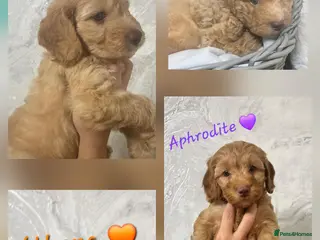 Cockapoo dogs Beautiful Home-Raised F1b toy Cockapoo Puppies - Advert 15