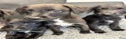 Mixed Breed dogs for sale: BEDDY  WHIPPET PUPS - Advert 32
