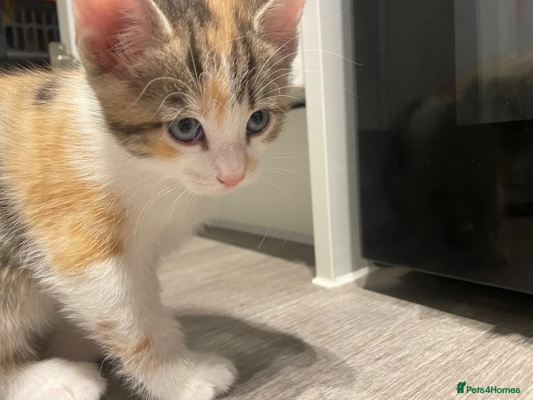 Mixed Breed cats for sale: Beautiful mixed American Kittens  - Advert 1