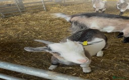 Goats livestock for sale: Hilarious friendly baby Pygmy kids for sale  - Image 5