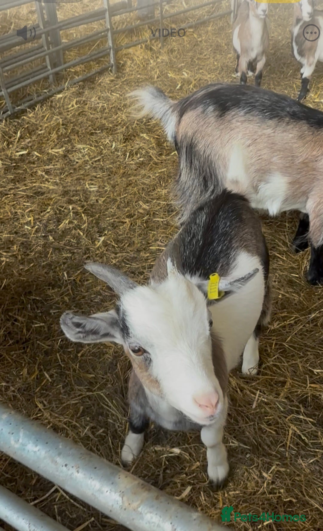 Goats livestock for sale: Hilarious friendly baby Pygmy kids for sale  - Image 5