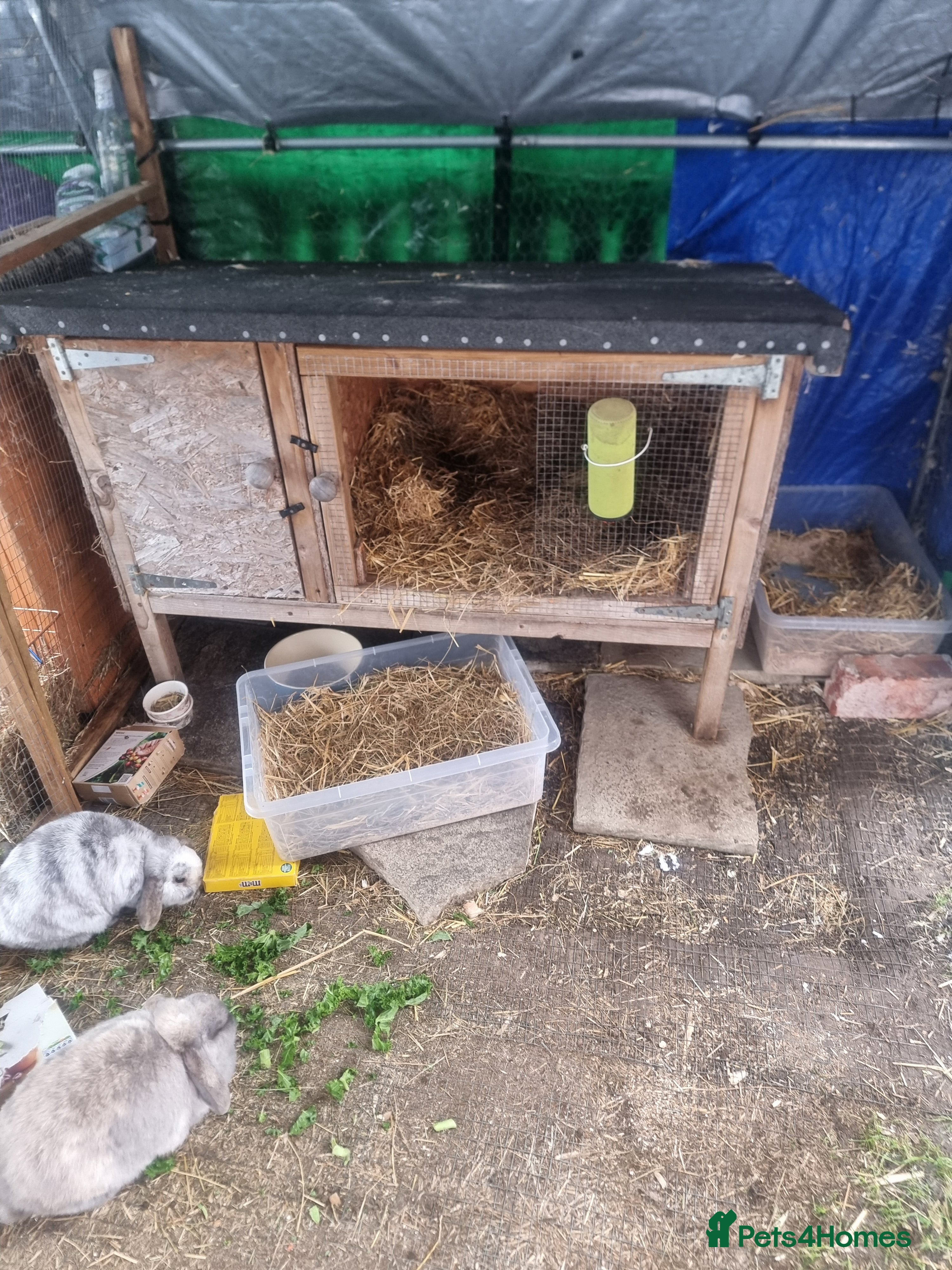 French Lop rabbits Several rabbits needing rehoming donation req  - Advert 1