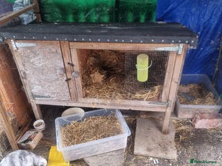 French Lop rabbits Several rabbits needing rehoming donation req - Advert 6