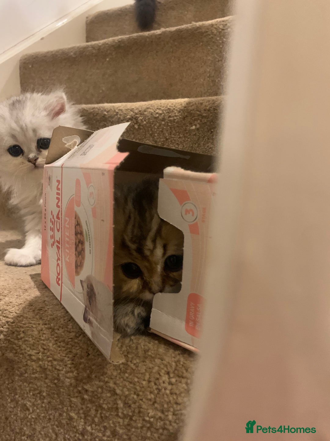 Persian cats for sale: 7 x beautiful persian kittens ready Thursday 14/08 - Image 11