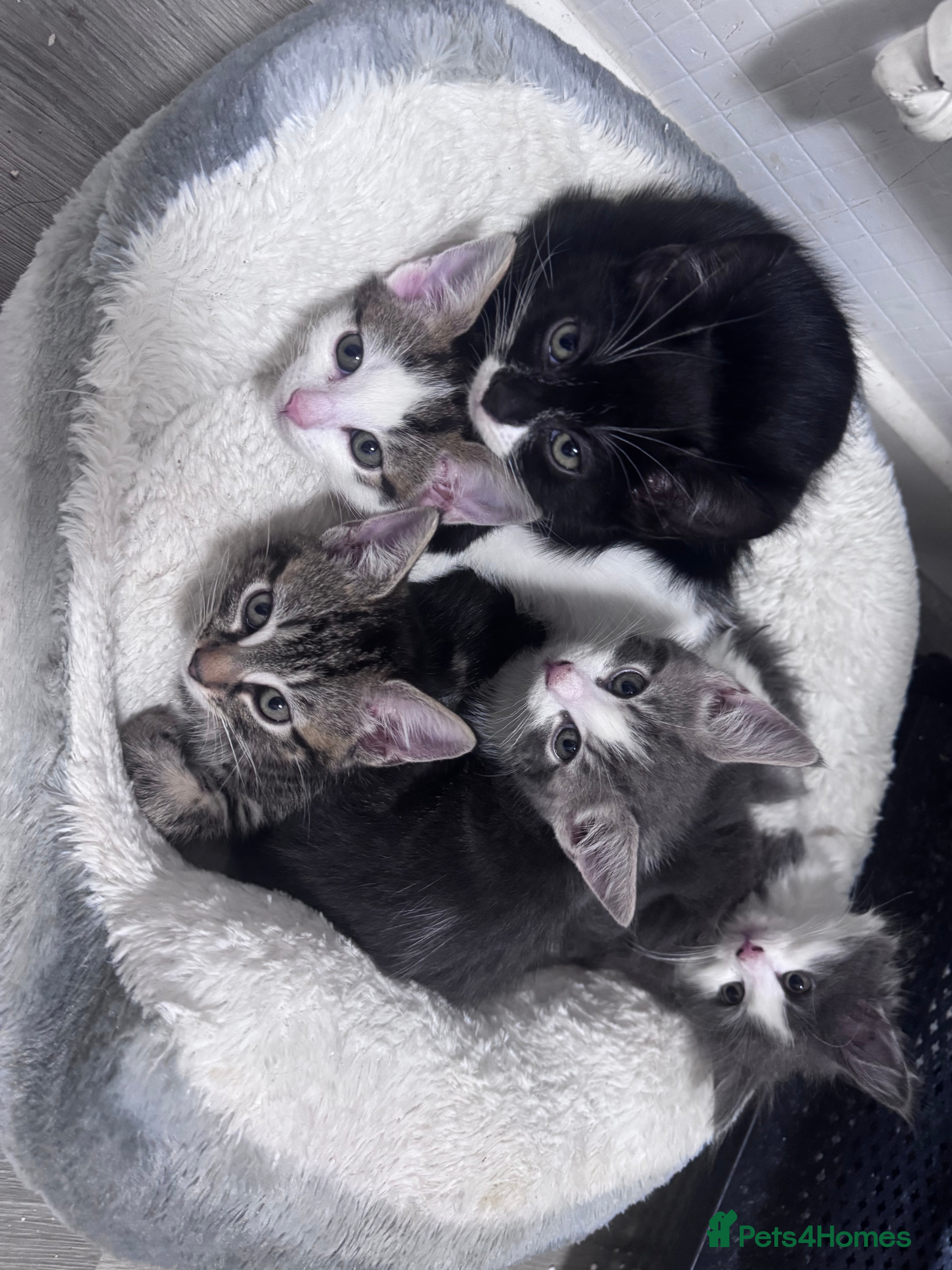 Mixed Breed cats Beautiful litter of kittens  - Advert 1