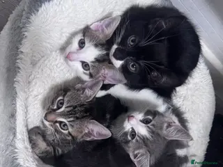 Mixed Breed cats Beautiful litter of kittens - Advert 3