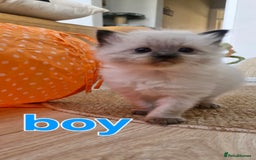 Ragdoll cats for sale: 🐾 Gorgeous Ragdoll Kittens.Ready 22nd December 🐾 - Image 15