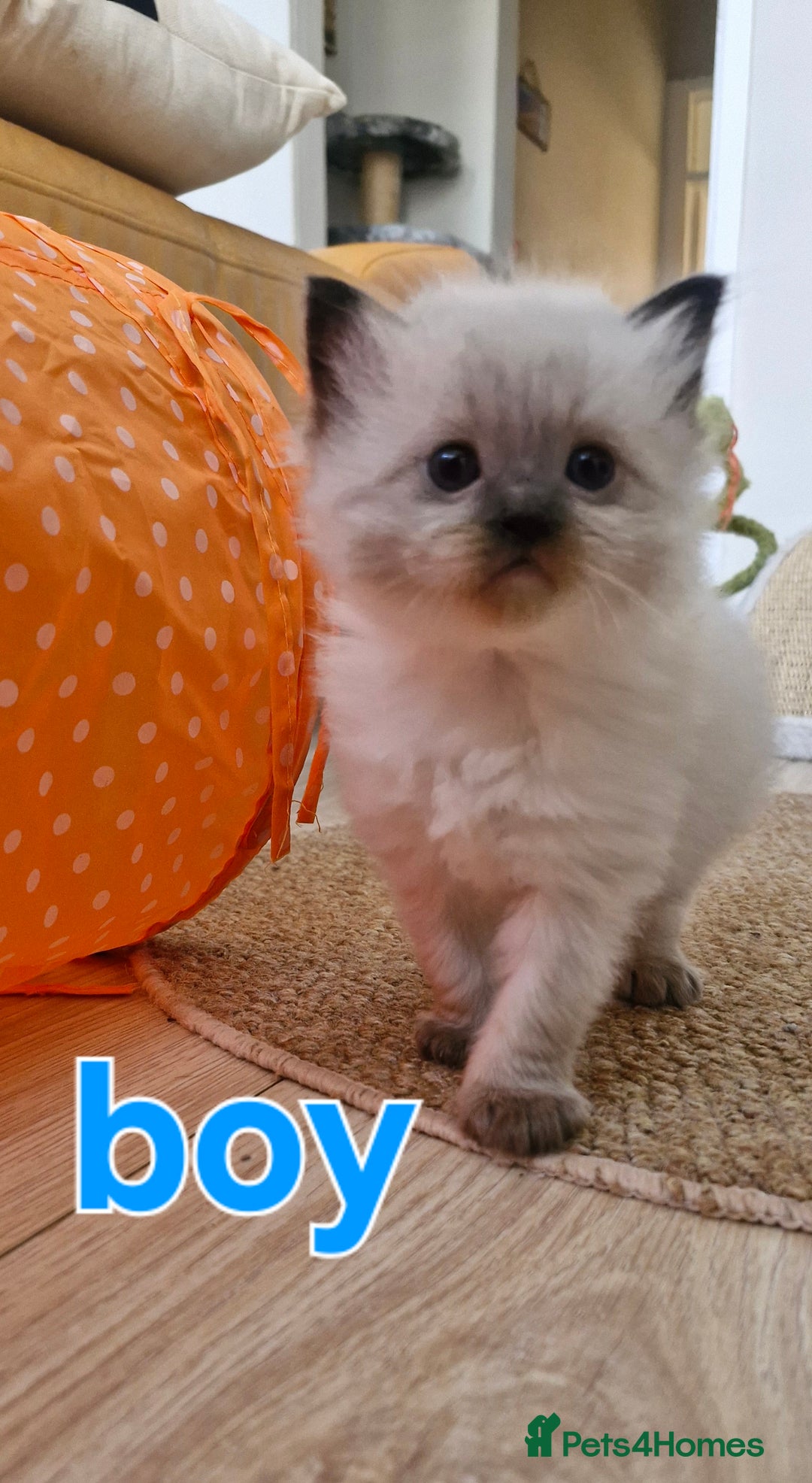 Ragdoll cats for sale: 🐾 Gorgeous Ragdoll Kittens.Ready 22nd December 🐾 - Image 15